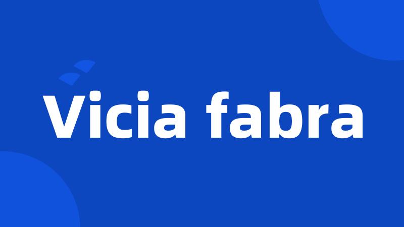 Vicia fabra