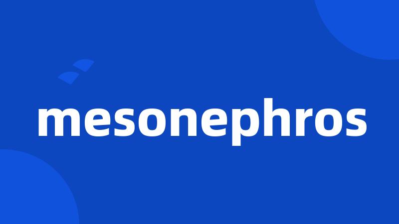 mesonephros