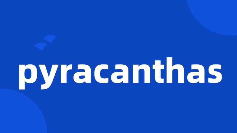 pyracanthas