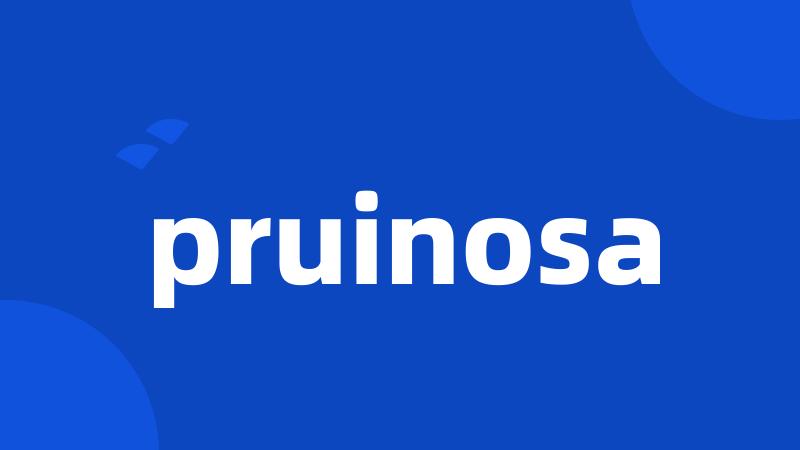 pruinosa