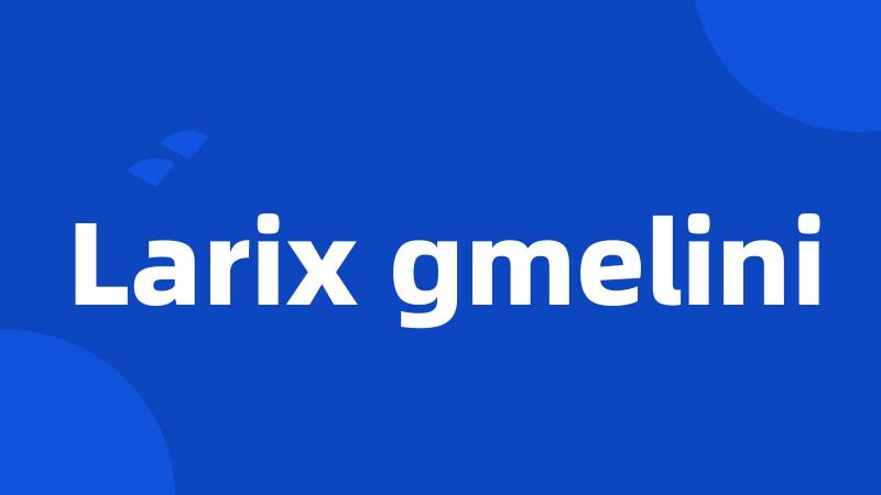 Larix gmelini