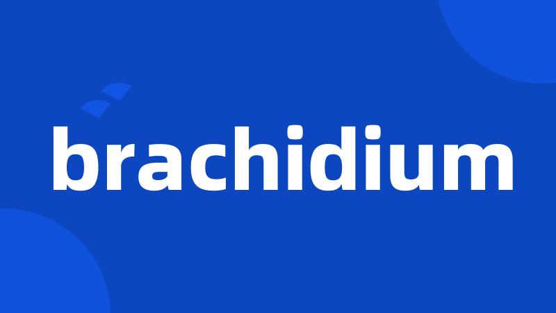 brachidium