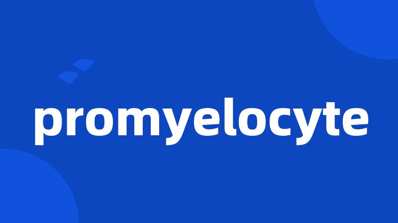 promyelocyte