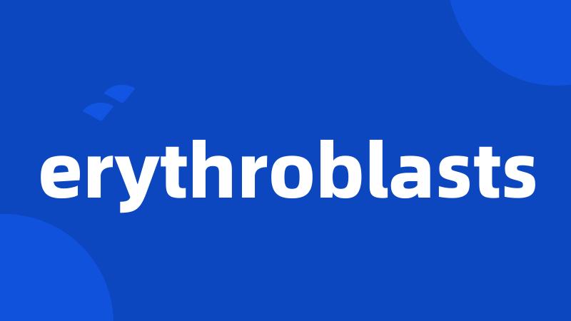 erythroblasts