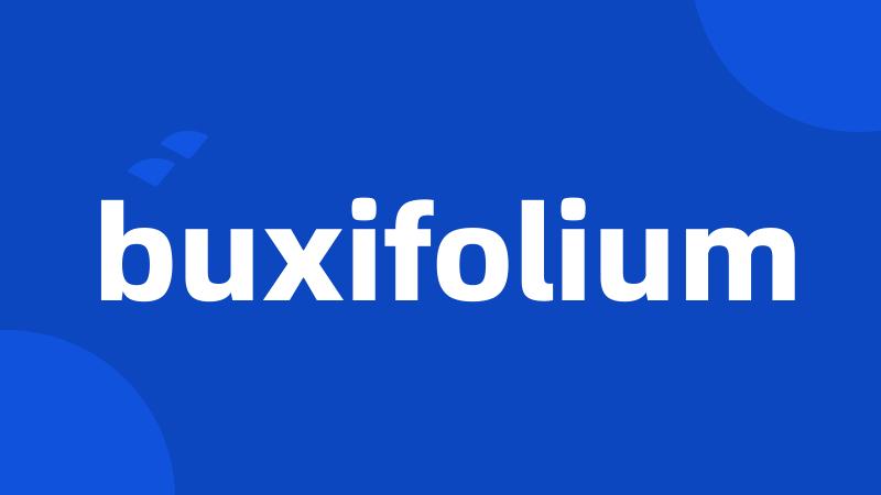 buxifolium