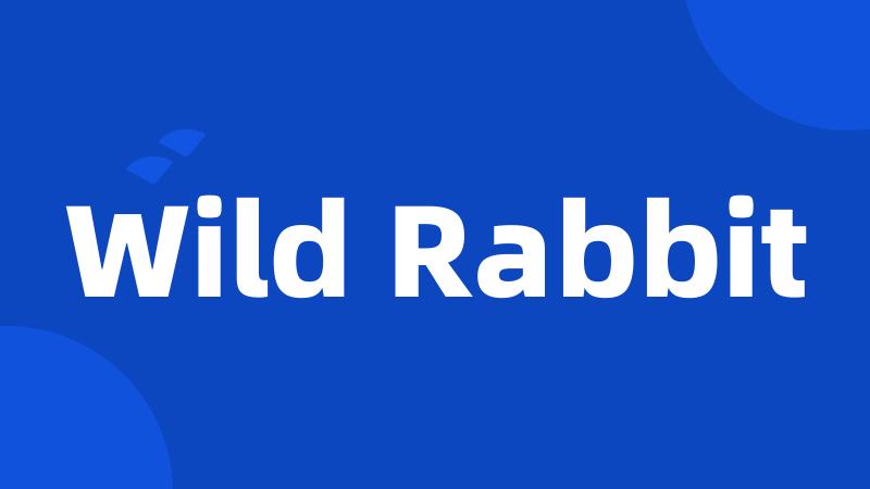 Wild Rabbit