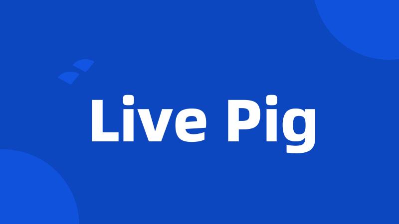 Live Pig