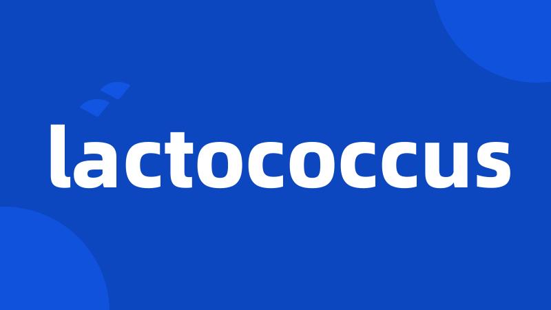 lactococcus
