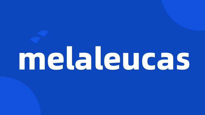 melaleucas