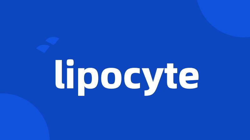 lipocyte