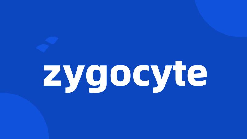 zygocyte