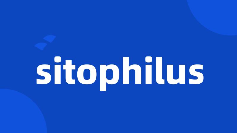 sitophilus