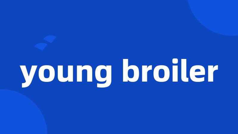 young broiler