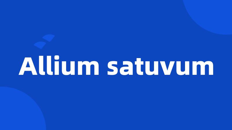 Allium satuvum