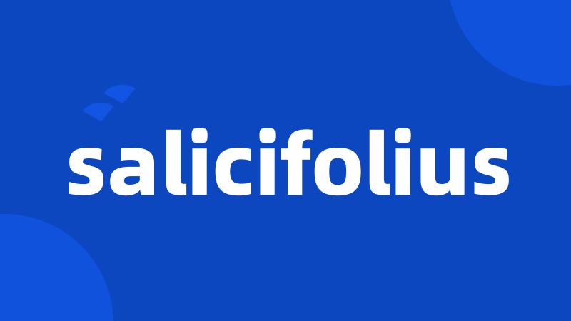 salicifolius