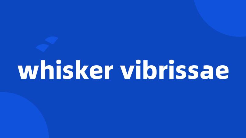 whisker vibrissae
