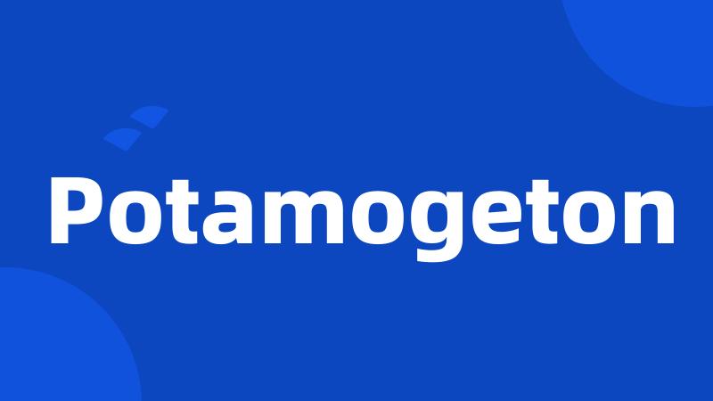 Potamogeton