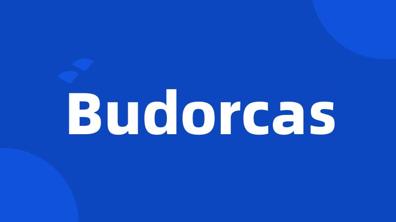 Budorcas