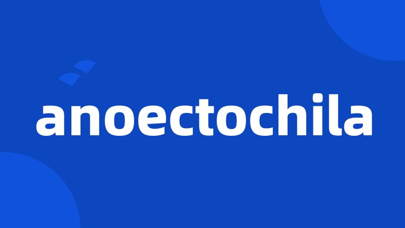 anoectochila