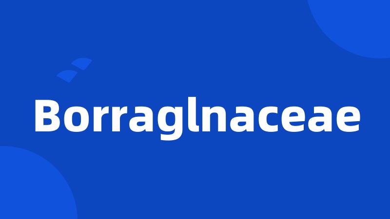 Borraglnaceae