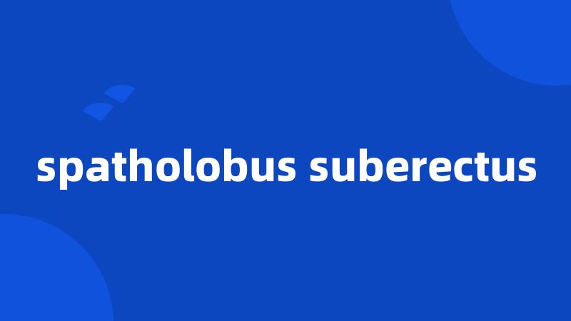 spatholobus suberectus