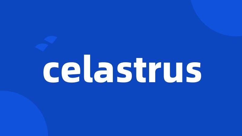 celastrus