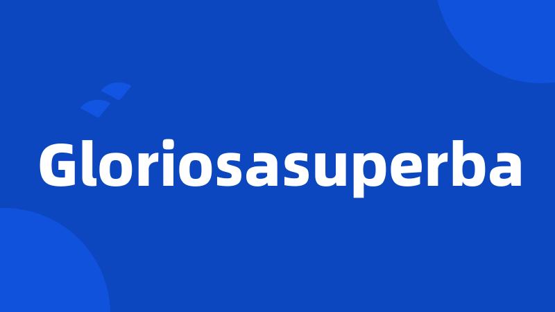 Gloriosasuperba