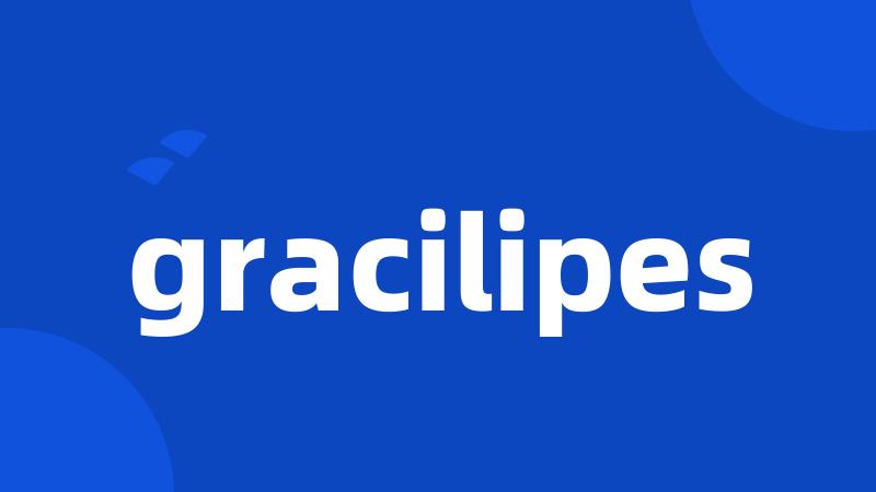 gracilipes