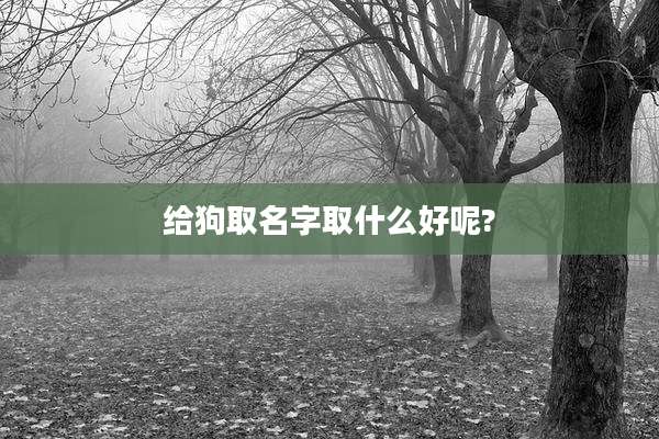 给狗取名字取什么好呢?