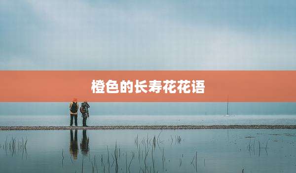 橙色的长寿花花语