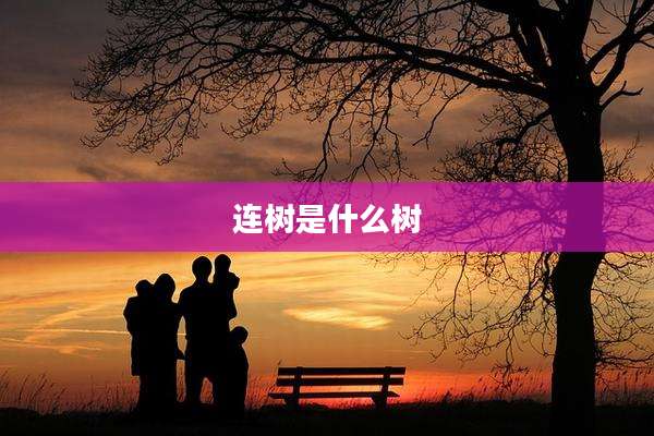连树是什么树