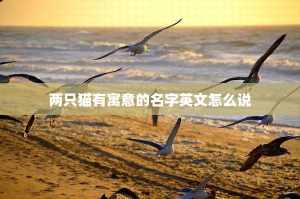 两只猫有寓意的名字英文怎么说