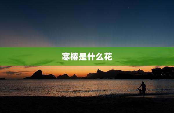 寒椿是什么花