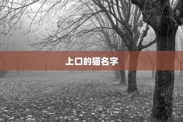 上口的猫名字