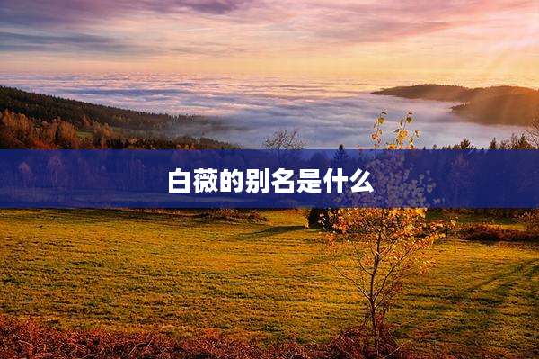 白薇的别名是什么