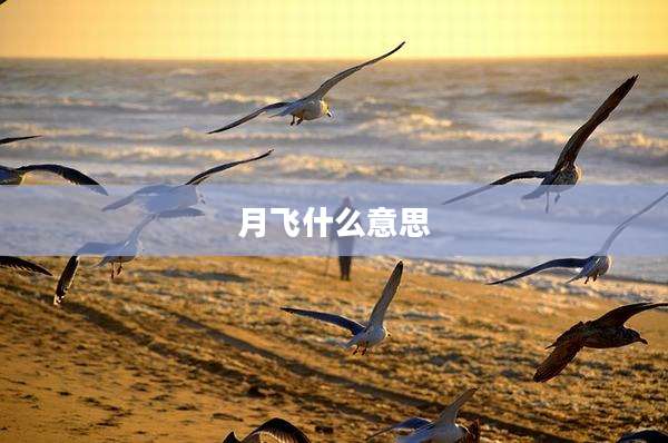 月飞什么意思