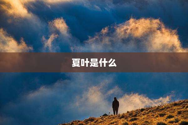 夏叶是什么